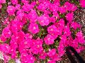 Easy Wave Pink Petunia / Petunia 